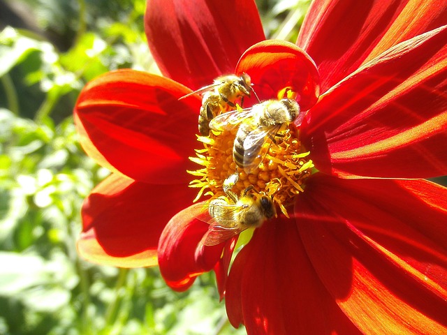 honeybee-957790_640