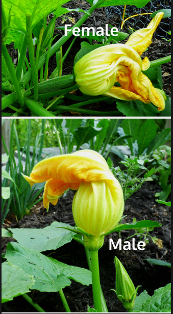 Screen Shot 2016-08-15 at 8.37.36 AM.png